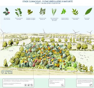 Partenaire Créateur de Foret